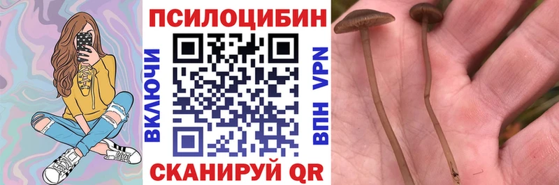 сколько стоит Севск Псилоцибиновые грибы GOLDEN TEACHER